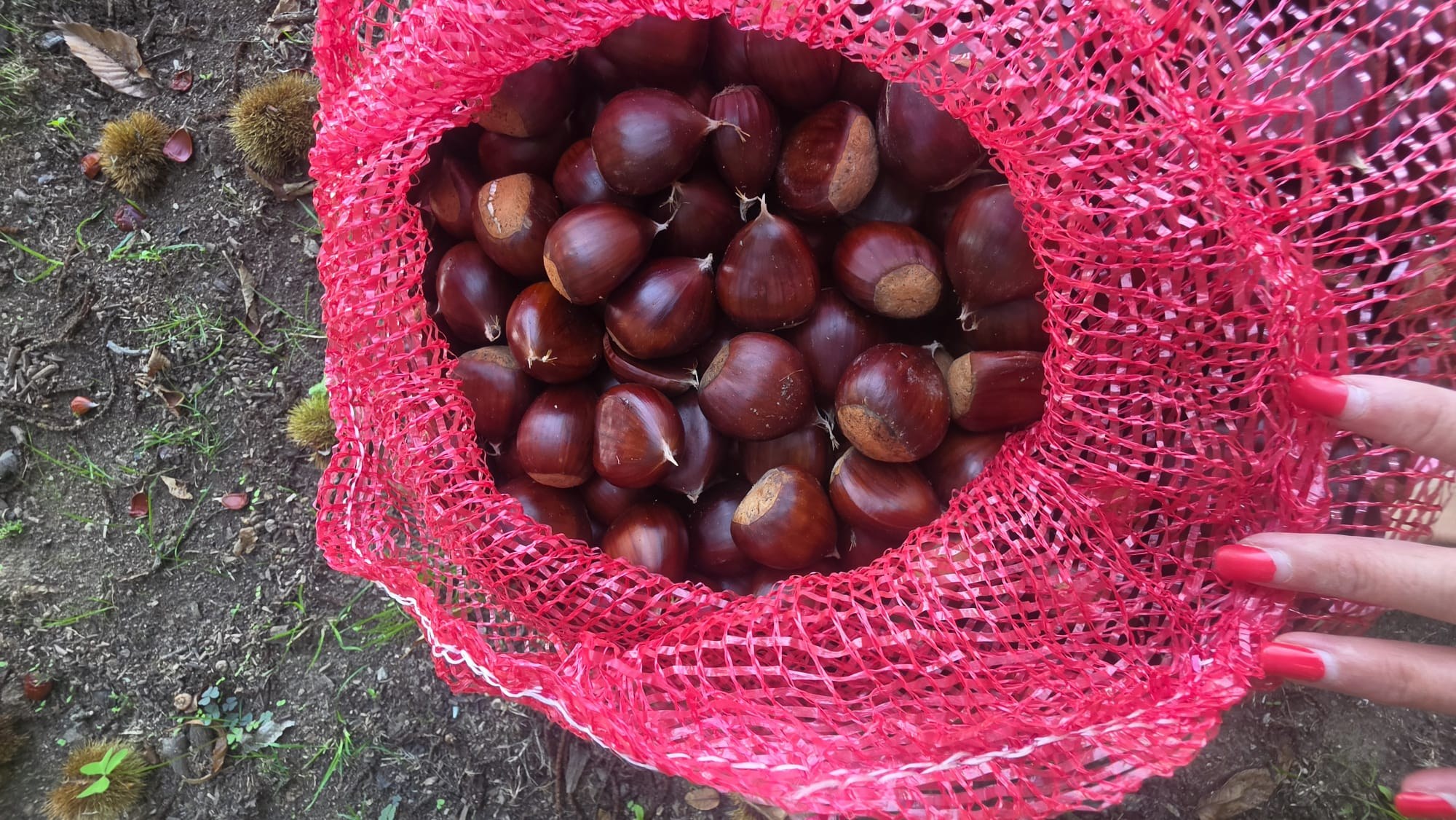 Chestnut harvest at Quinta de Grejufe