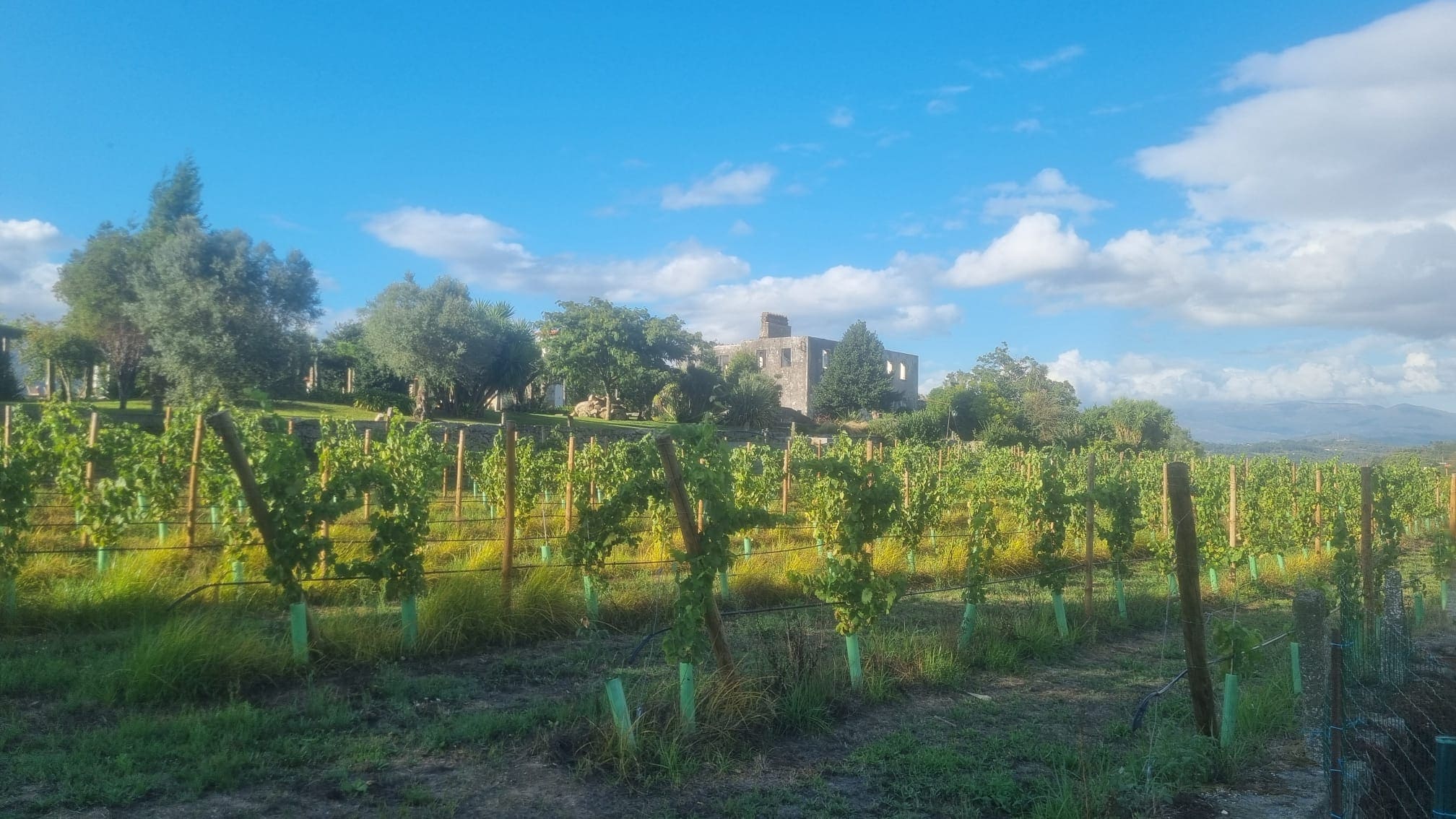 Quinta de Grejufe vineyard across the valley
