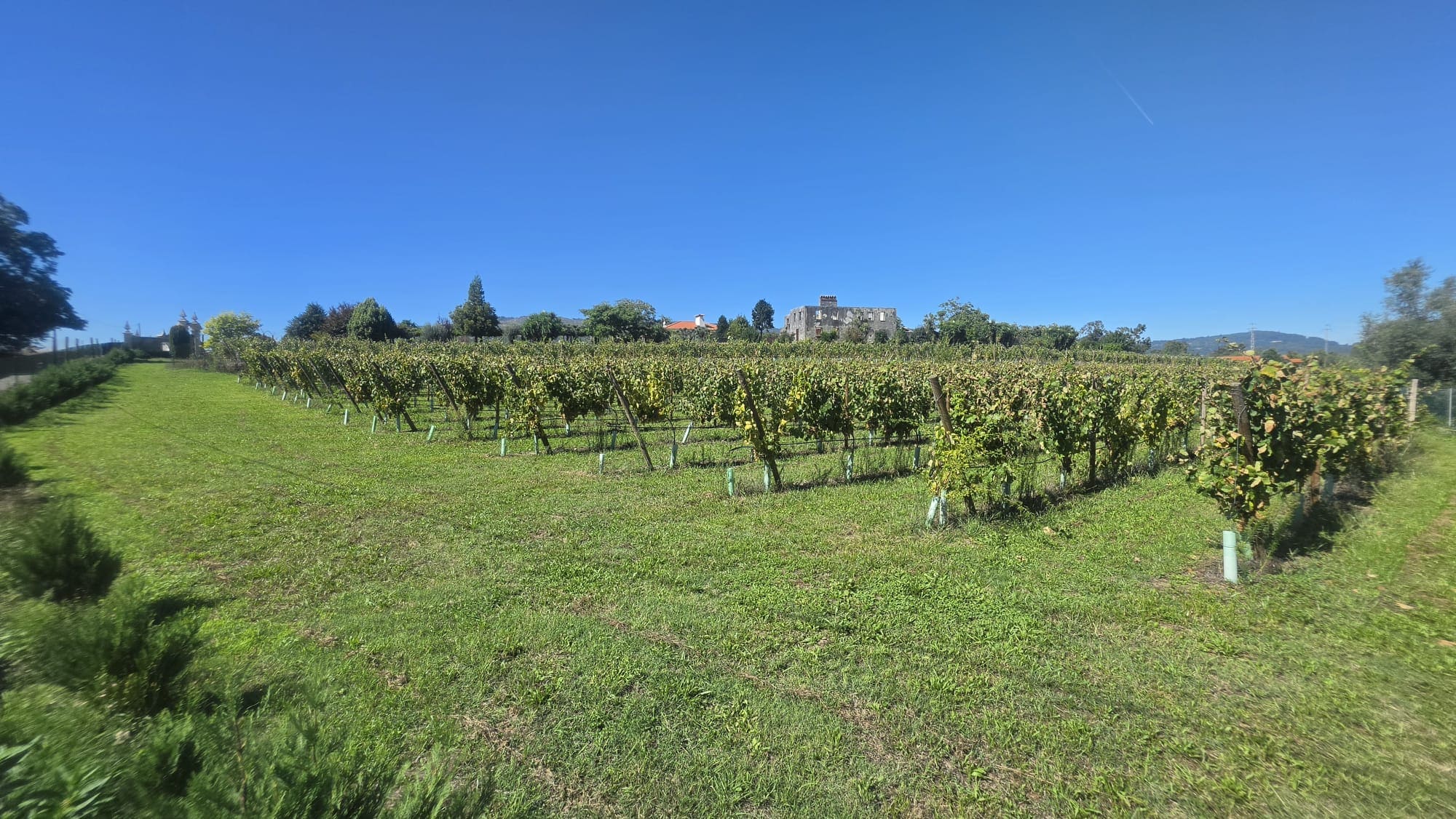 Vineyard in the Lima valley