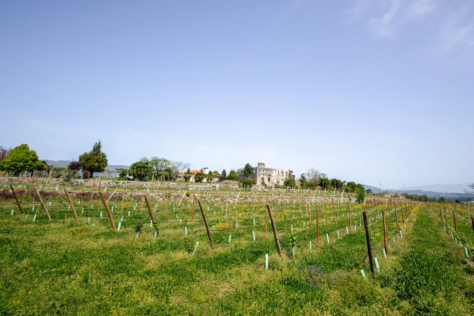 Quinta de Grejufe vineyard above the Lima valley
