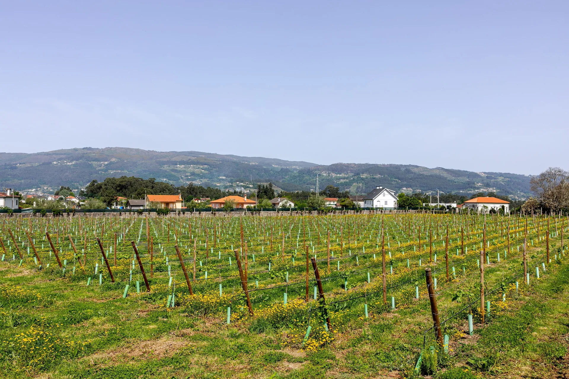 Vineyard with Serra Amarela on the horizon
