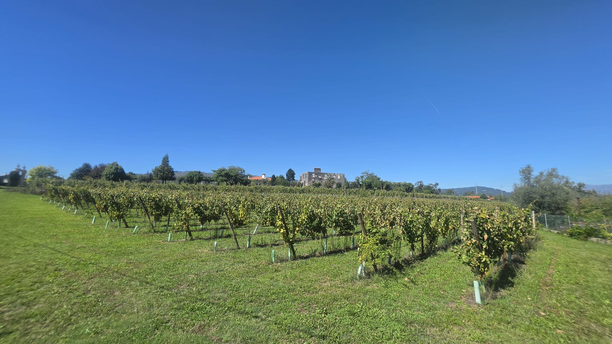 Vineyards at Quinta de Grejufe