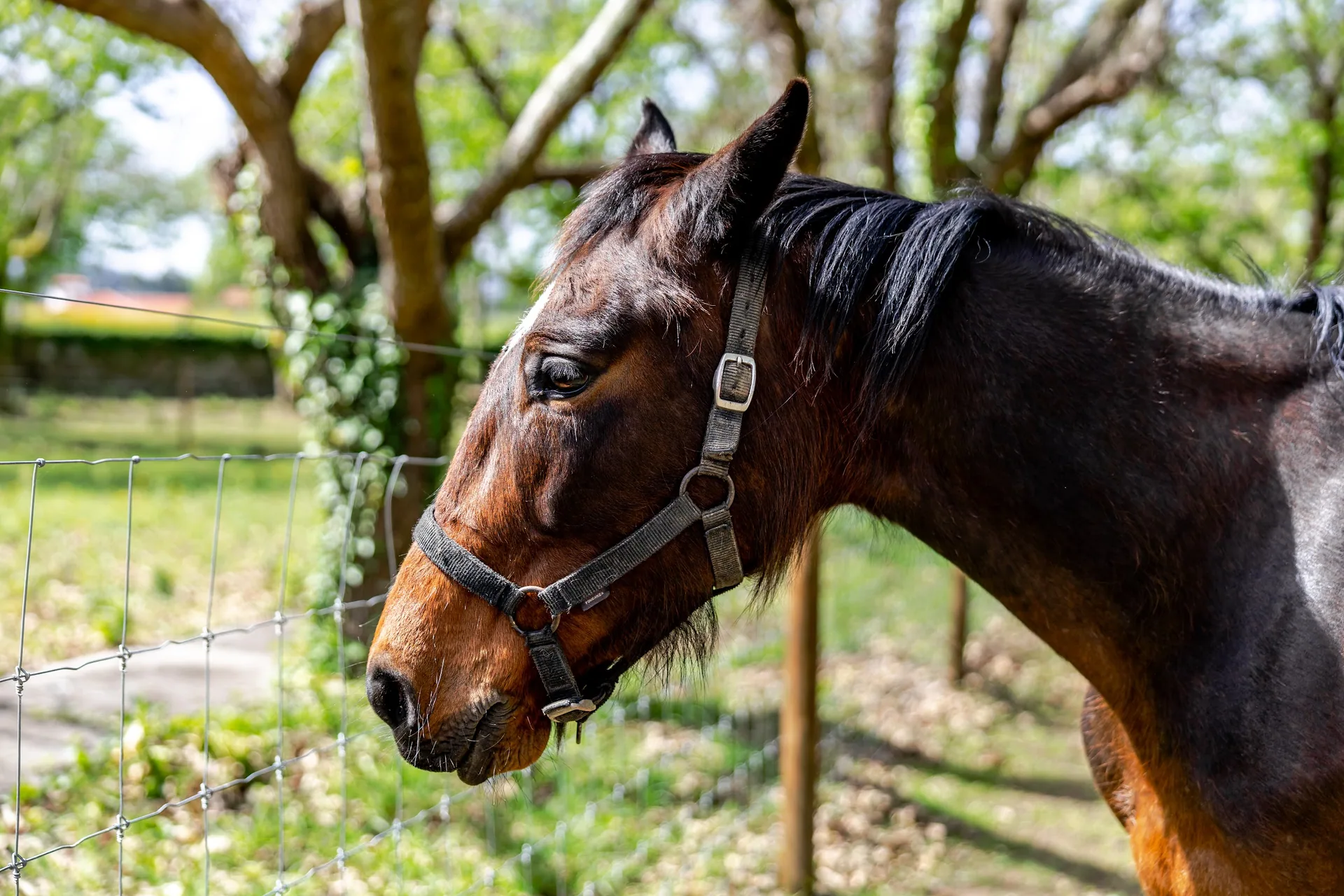 Linda the mare in the estate paddock