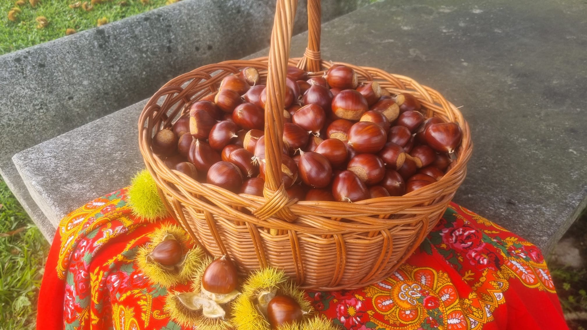 Chestnut harvest at Quinta de Grejufe