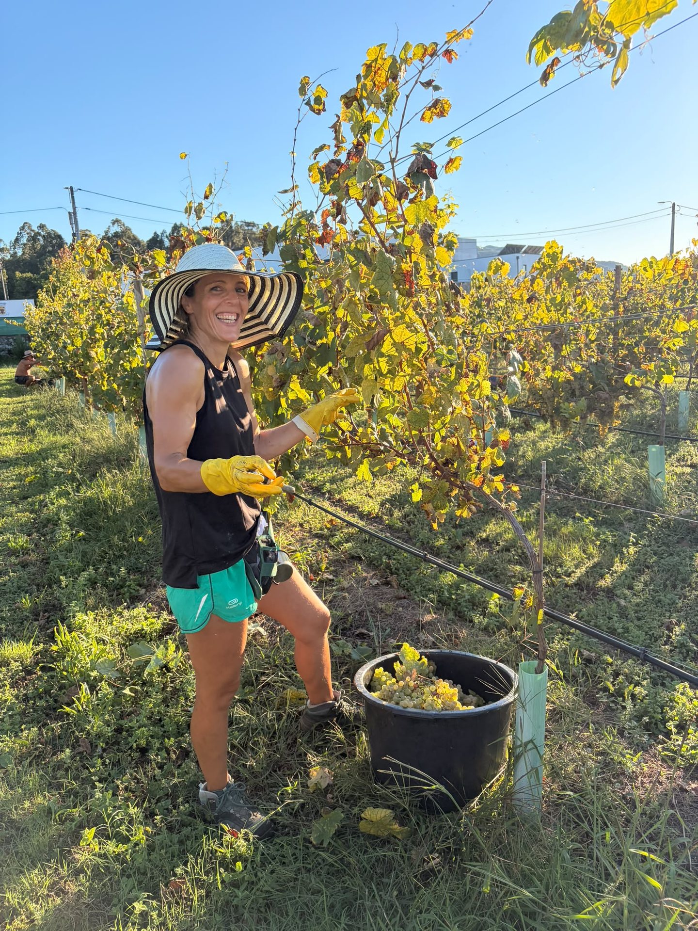 Hand harvest in the vineyards of Quinta de Grejufe