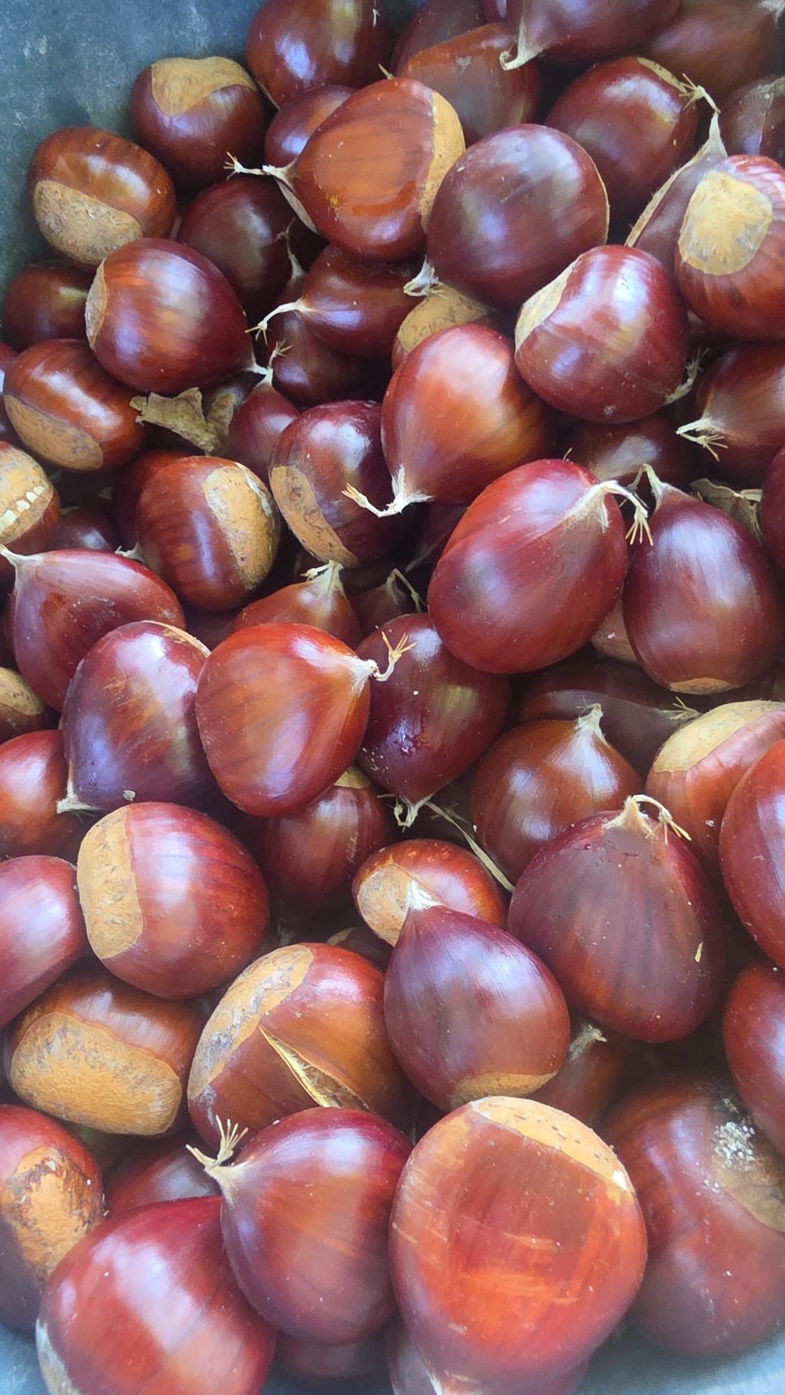 Chestnut harvest at Quinta de Grejufe