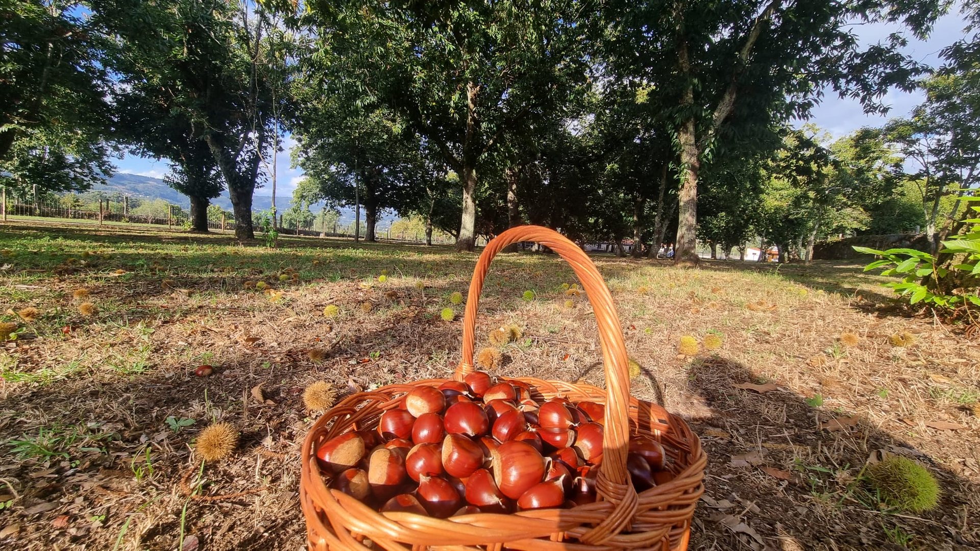 Basket of chestnuts gathered in the estate chestnut groves