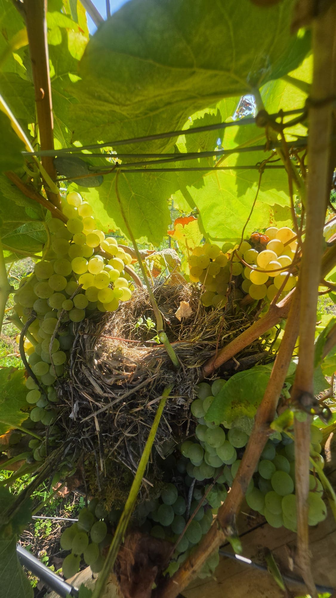 Nest among the vines at Quinta de Grejufe