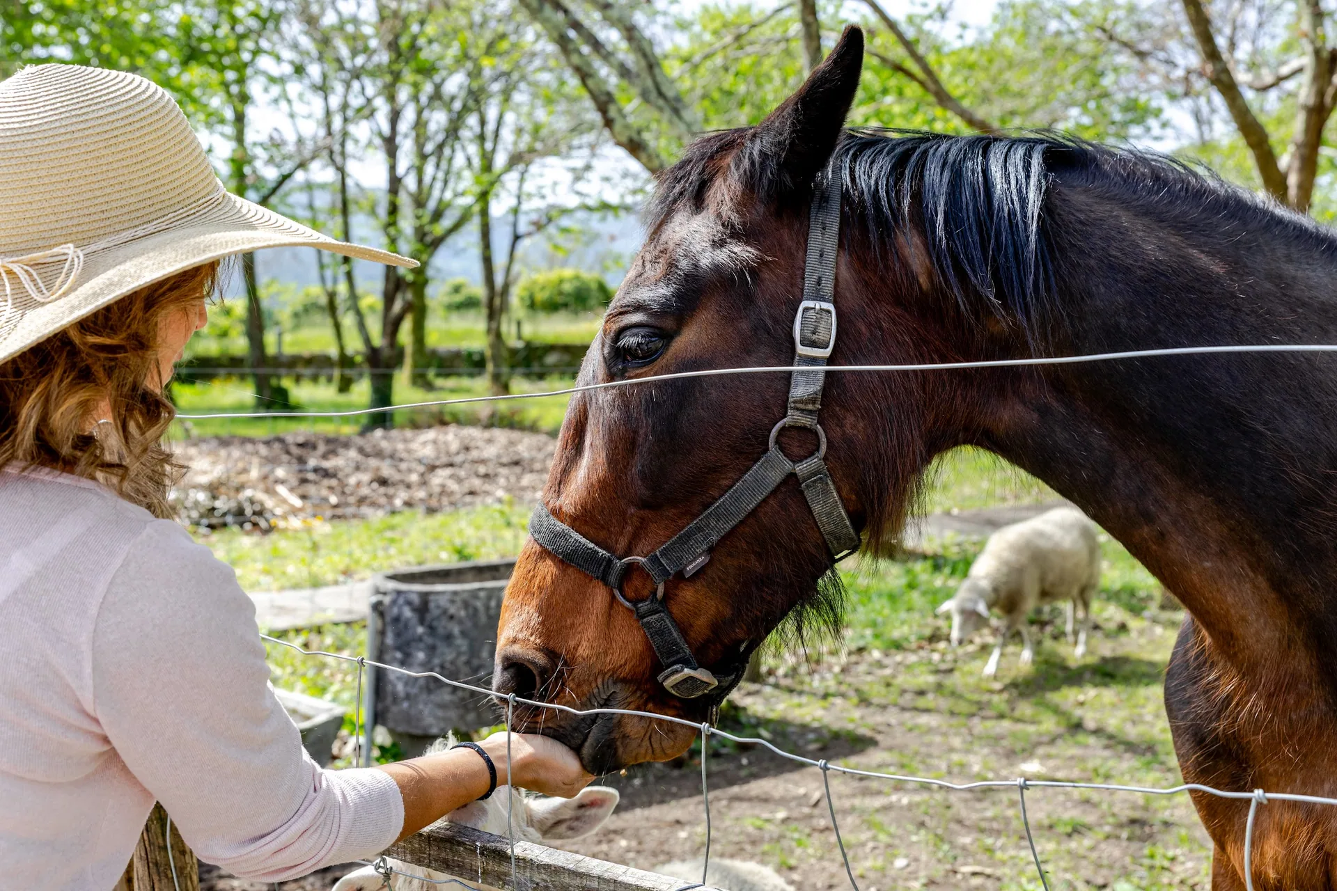 Meeting Linda the mare in the paddock