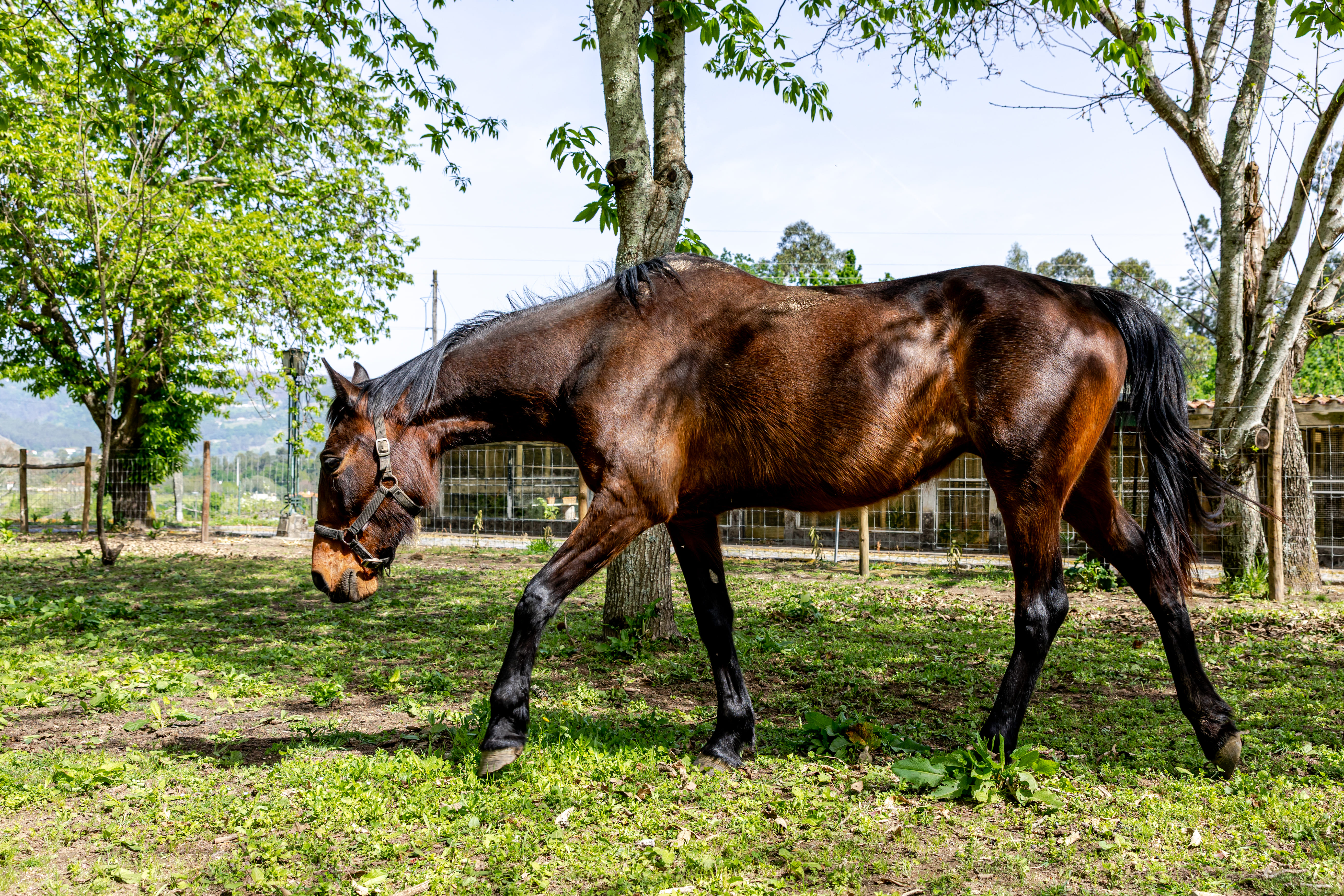 Walking with the mare at Quinta de Grejufe
