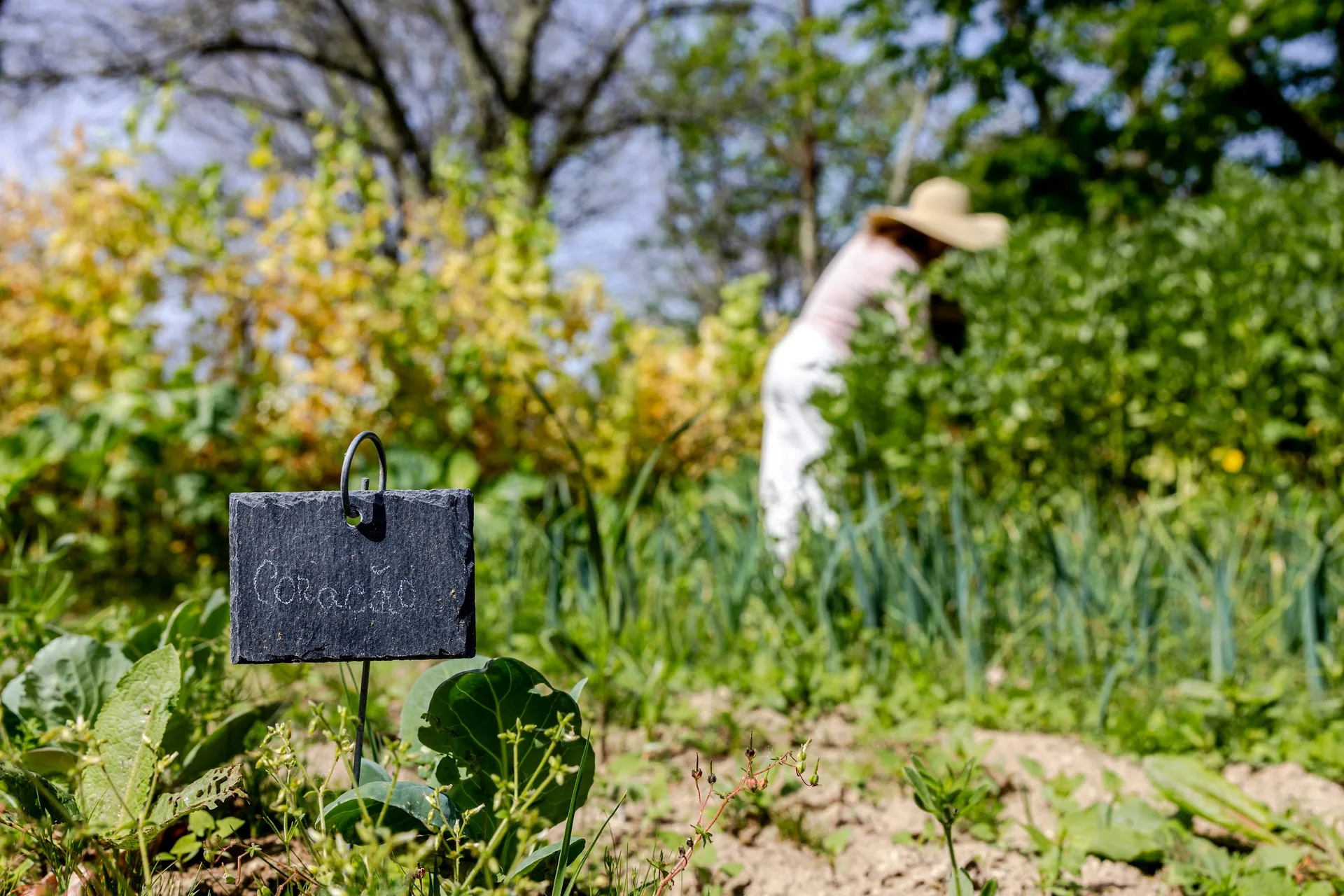 Estate kitchen garden during morning work