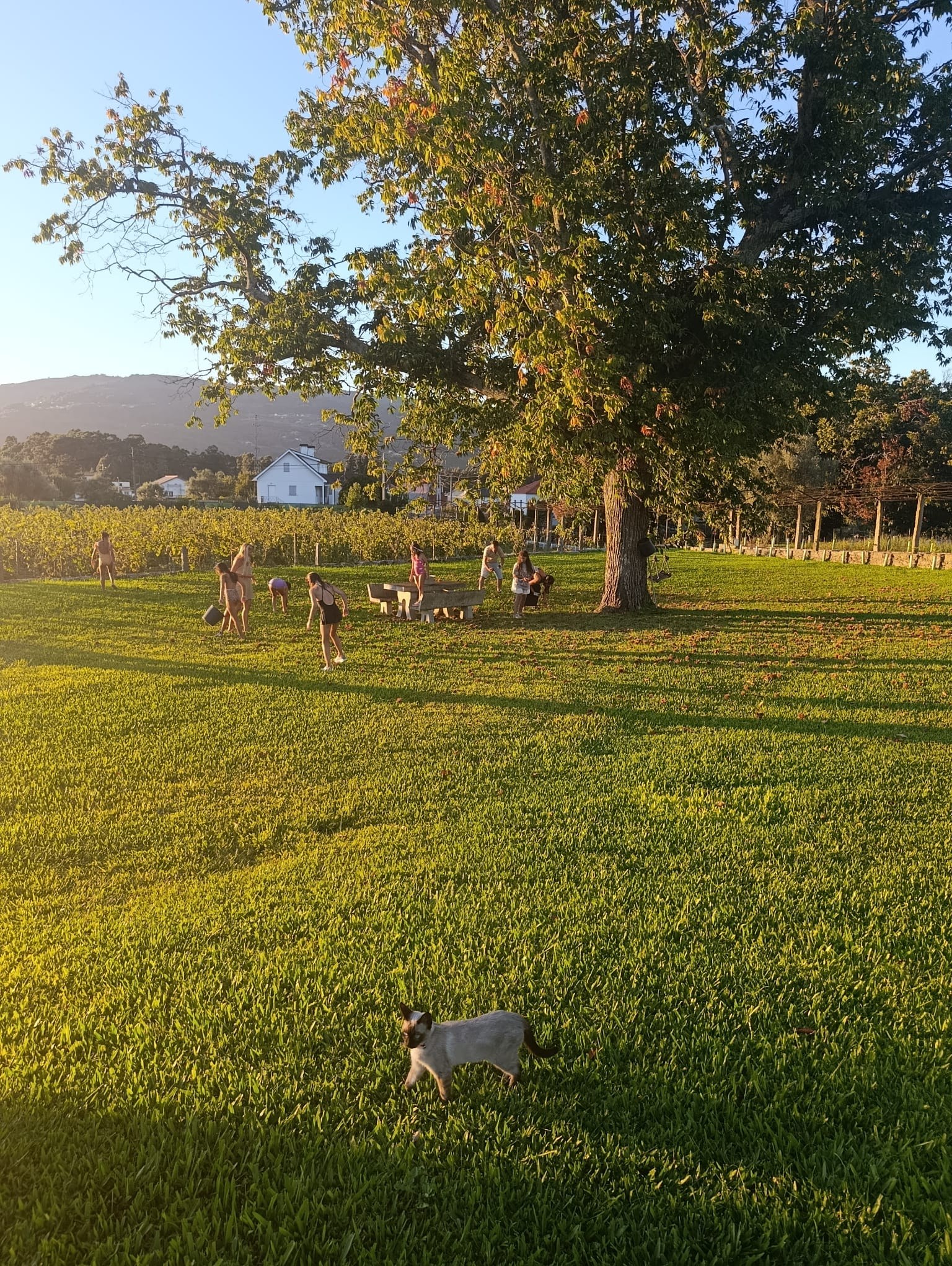 Chestnut harvest at Quinta de Grejufe