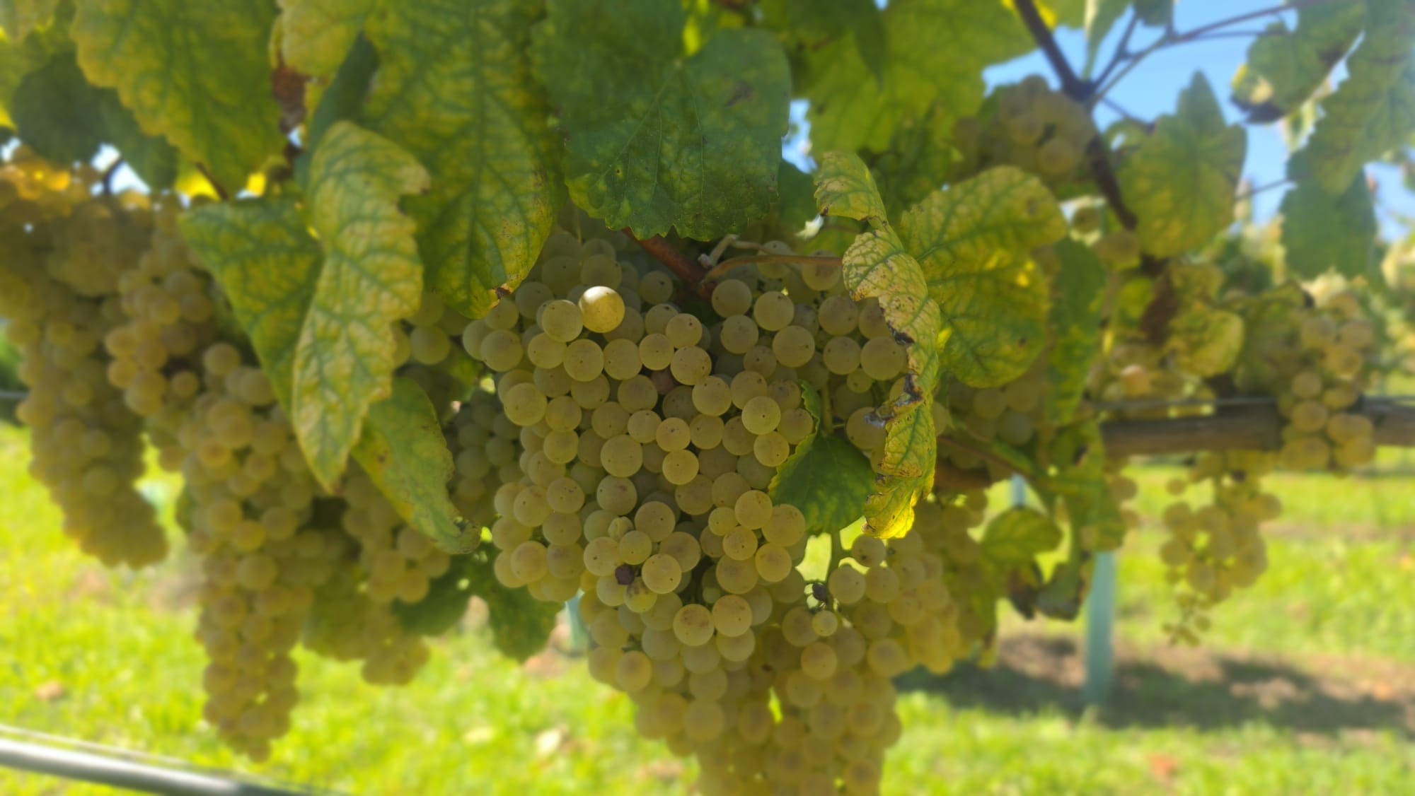 Loureiro grapes among the vineyard leaves