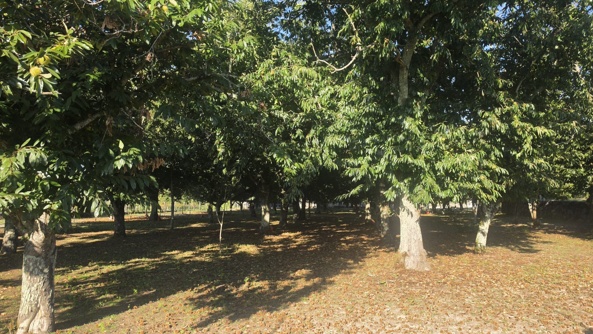 Chestnut harvest at Quinta de Grejufe