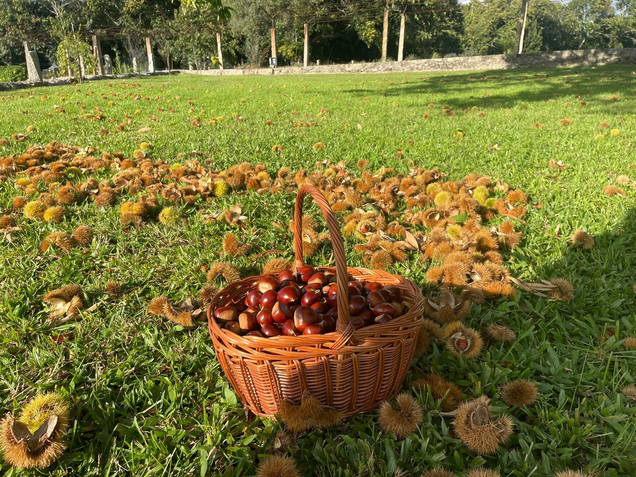 Chestnut harvest at Quinta de Grejufe