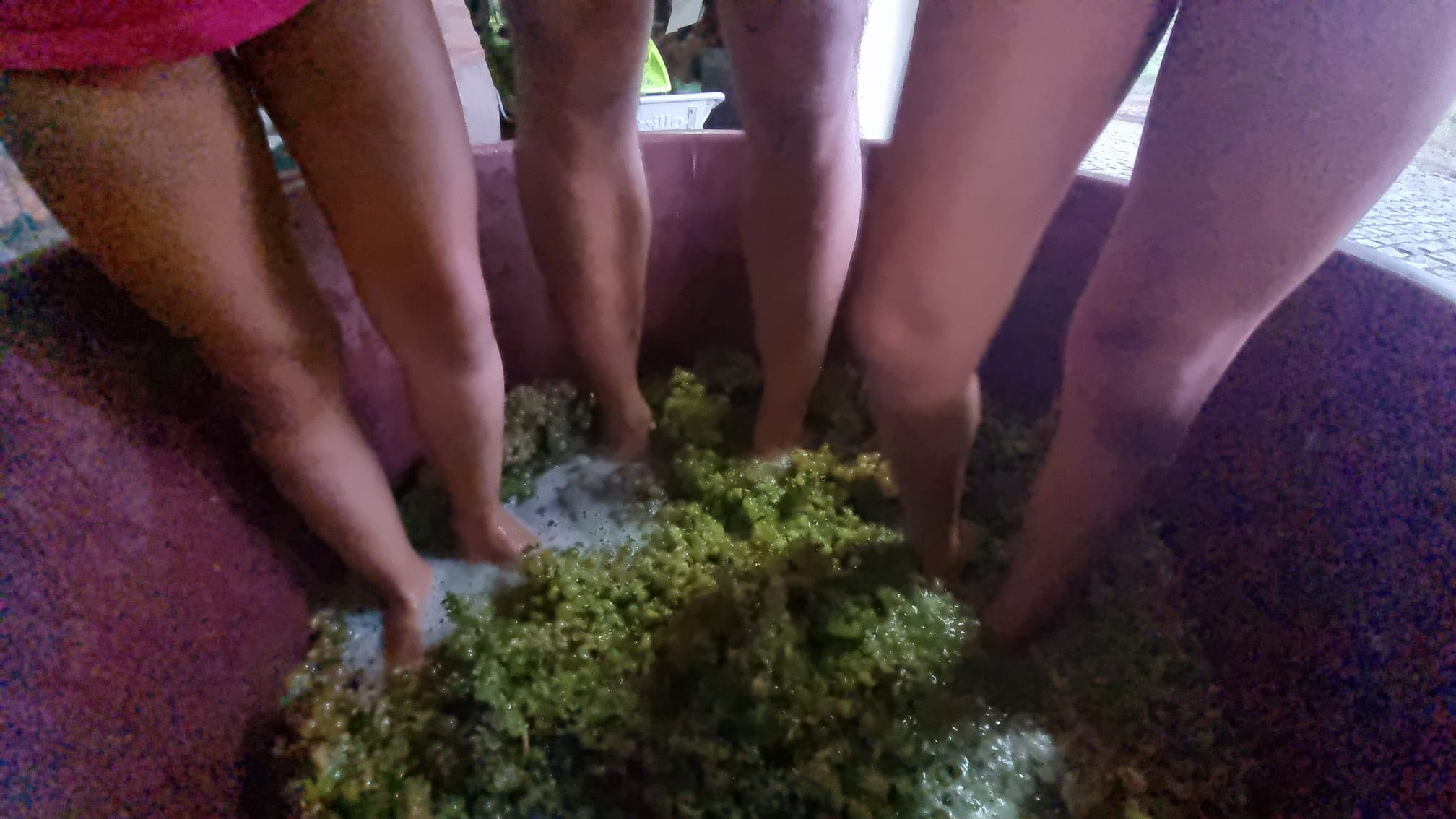 Foot treading Loureiro grapes at Quinta de Grejufe