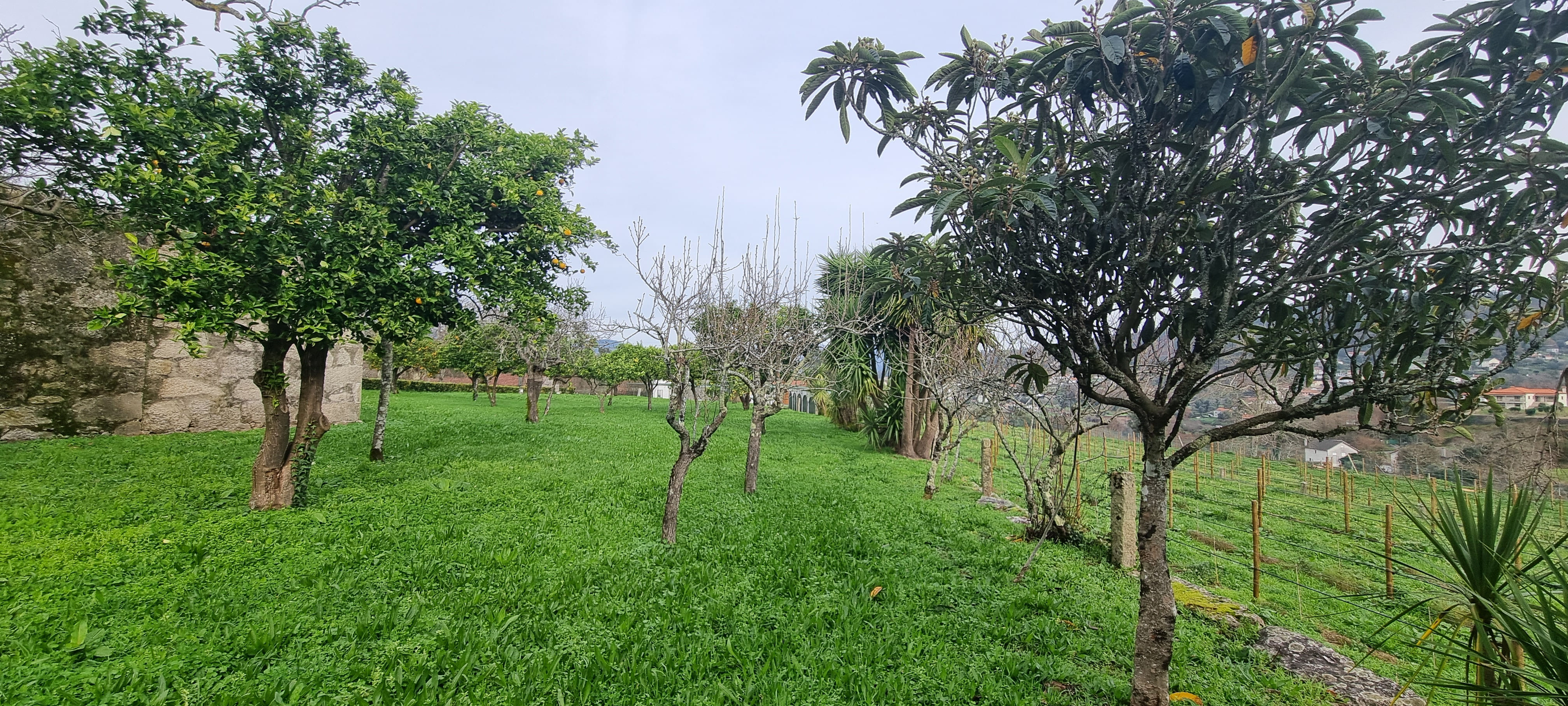 Orchard at Quinta de Grejufe