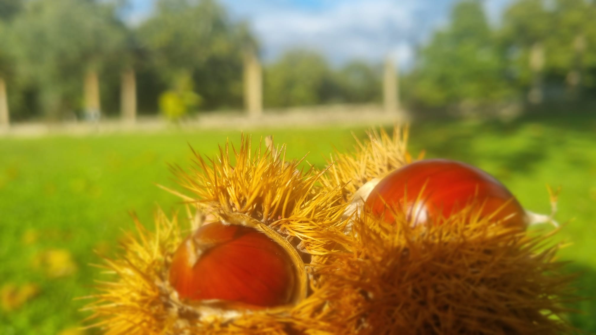 Chestnut harvest at Quinta de Grejufe