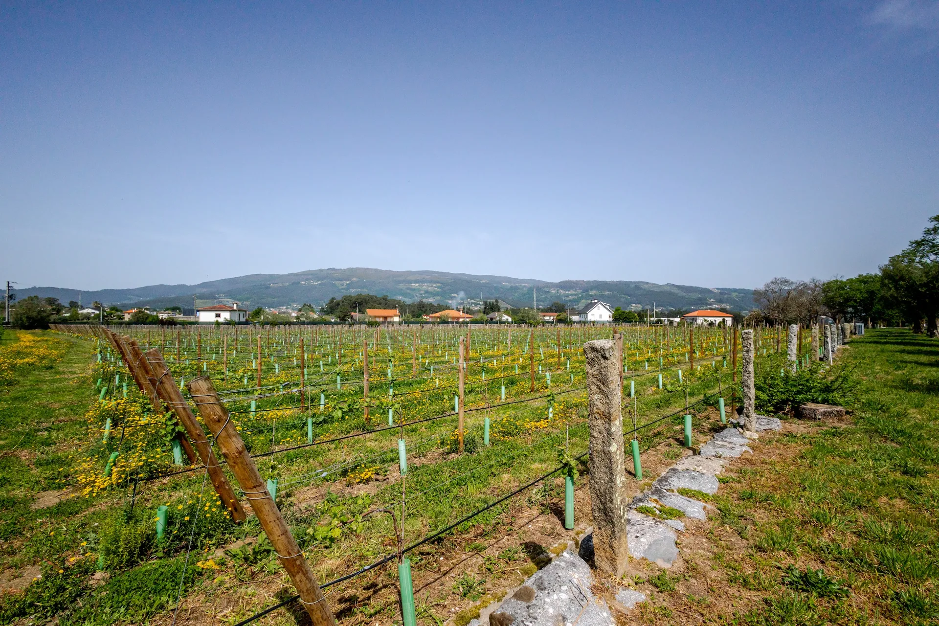 Integrated-production vineyard in the Lima valley