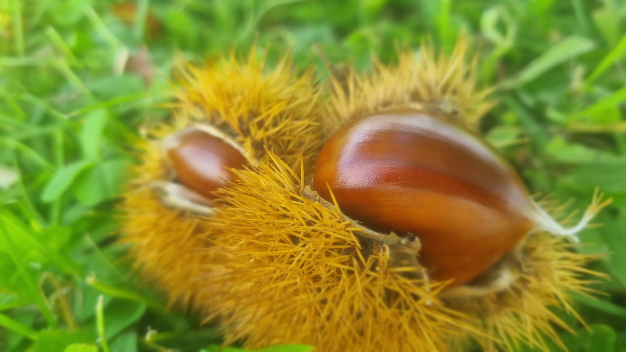 Chestnut harvest at Quinta de Grejufe