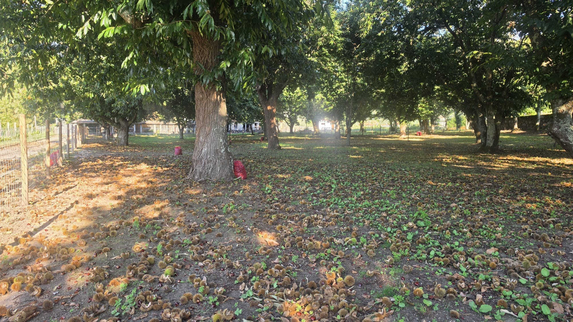 Chestnut harvest at Quinta de Grejufe