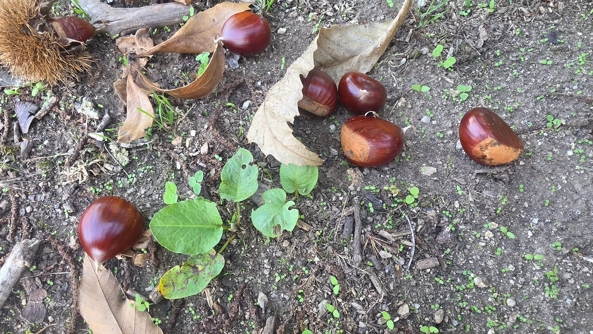 Chestnut harvest at Quinta de Grejufe