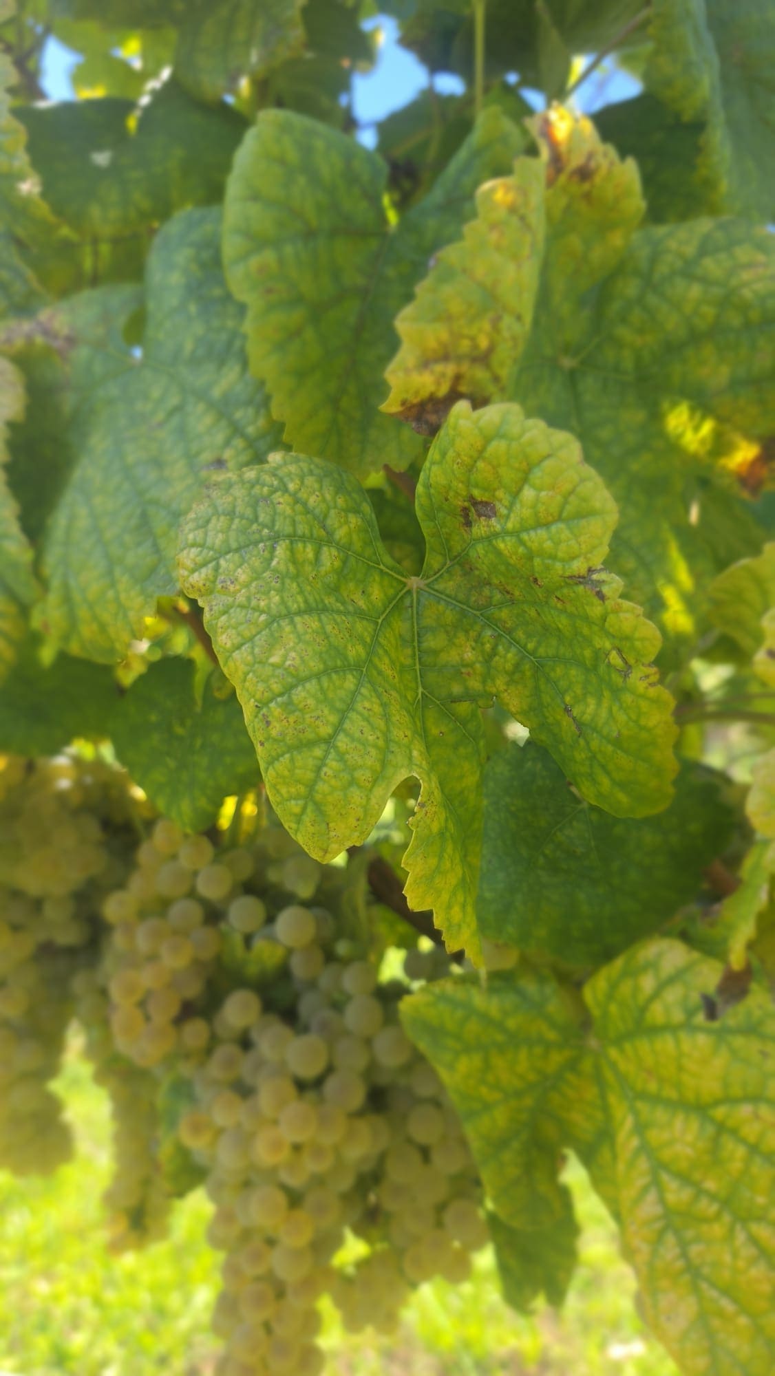 Loureiro grape clusters in the vineyards at Quinta de Grejufe