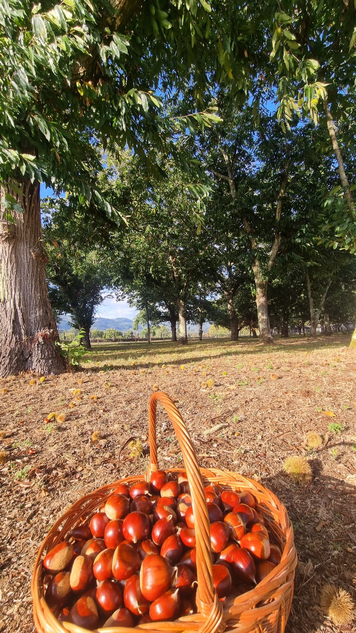 Chestnut harvest at Quinta de Grejufe