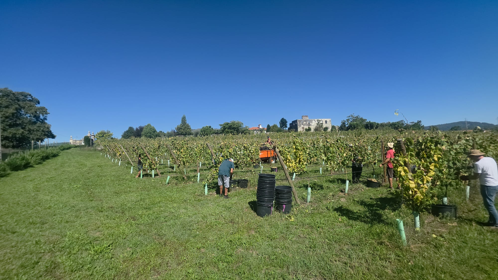 Hand harvest in the vineyards of Quinta de Grejufe, with the house in the distance