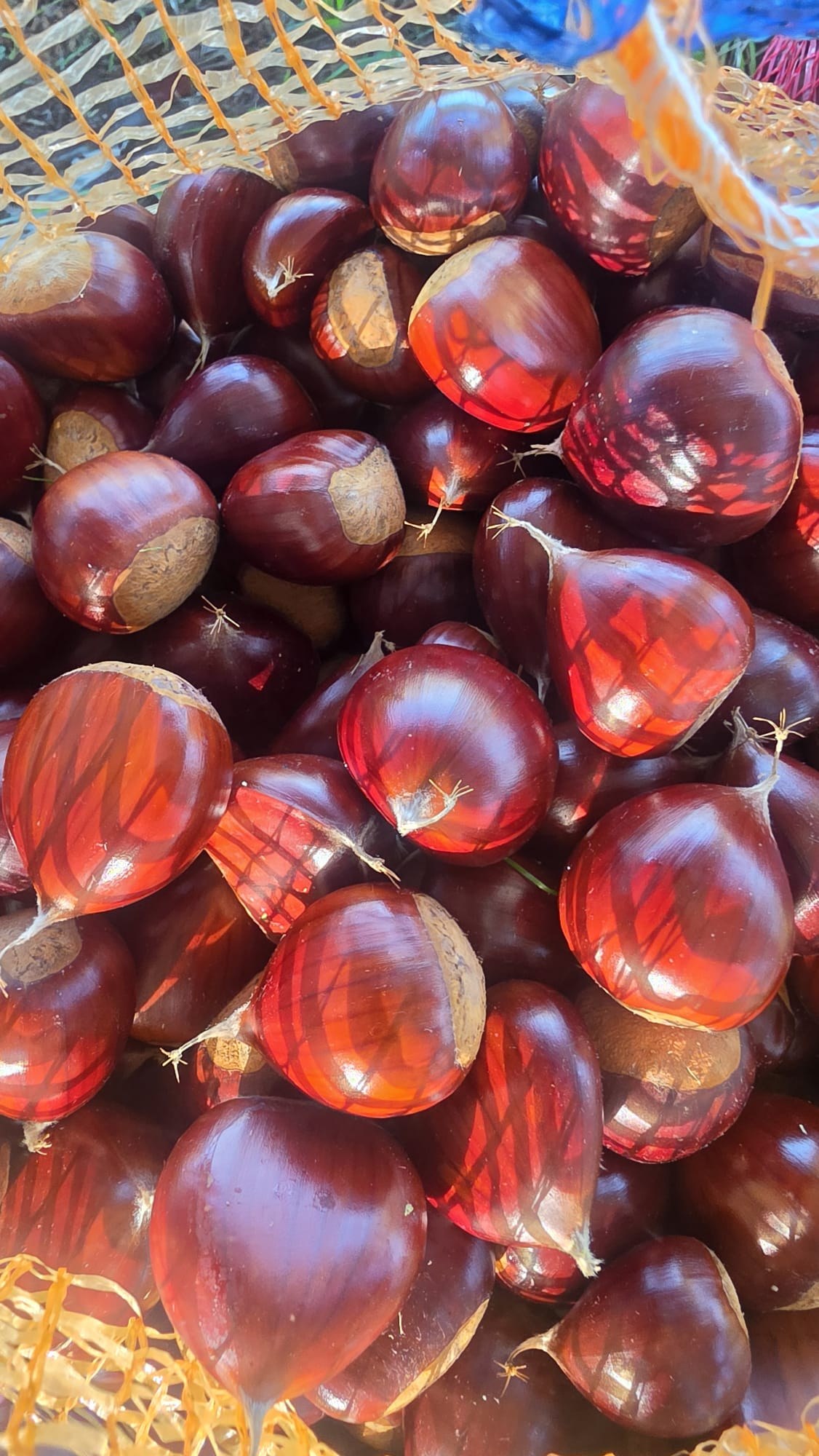 Chestnut harvest at Quinta de Grejufe