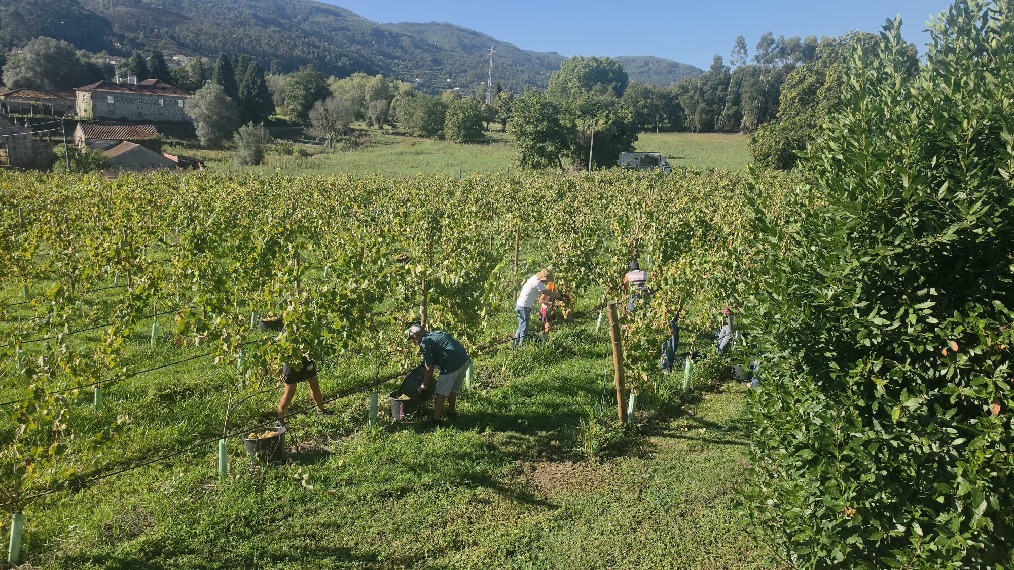 Hand harvest among the vineyard rows in the Lima Valley