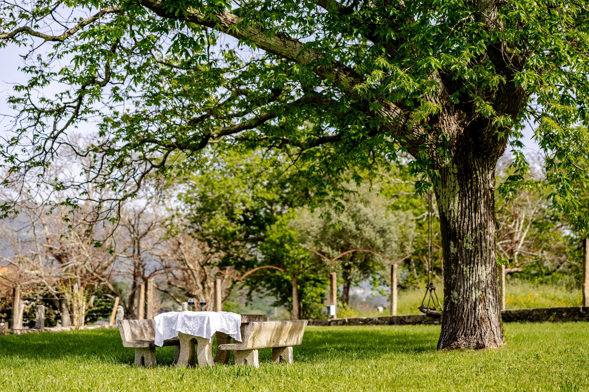 Picnic table in the shade of a chestnut tree