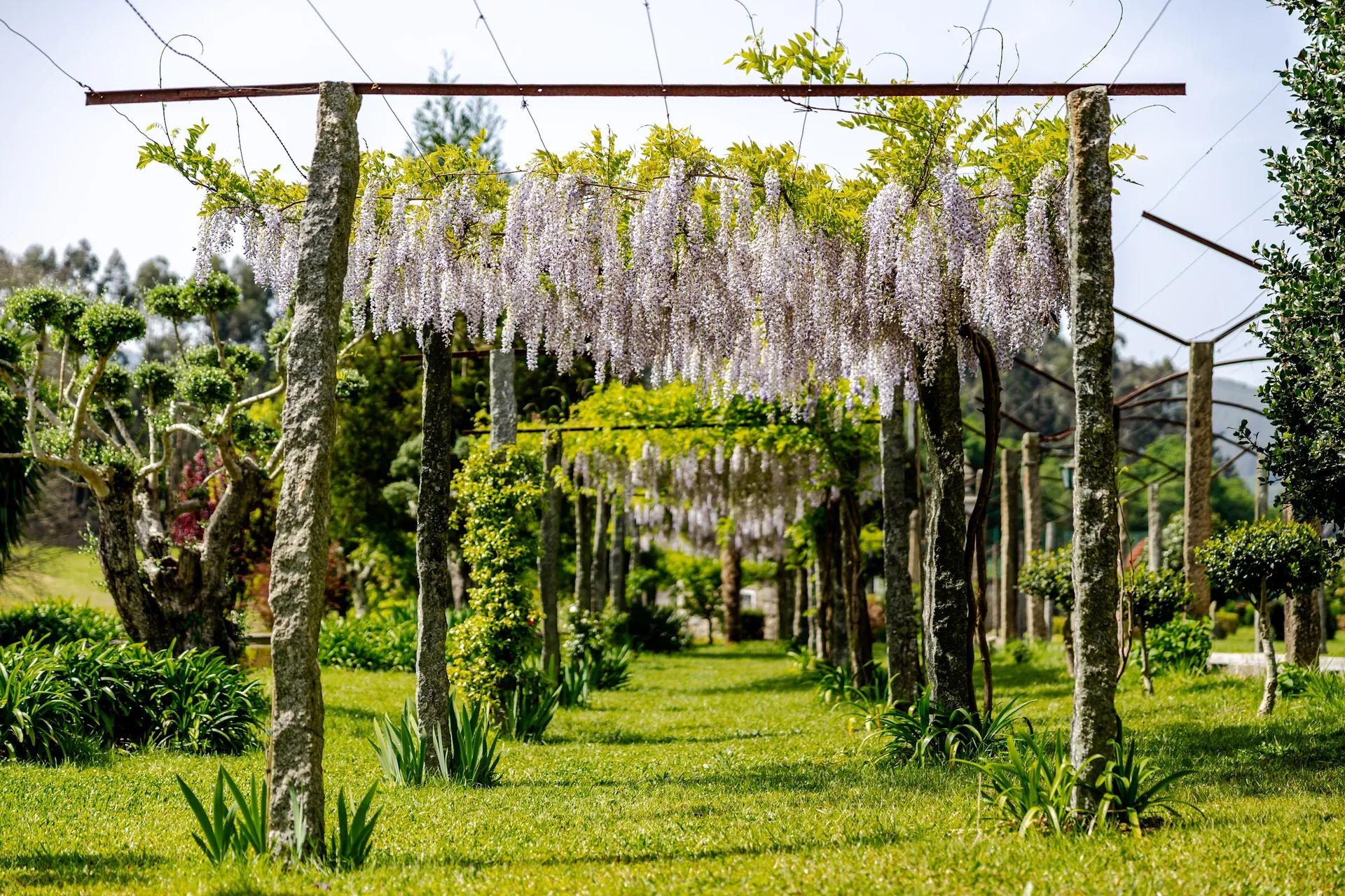 Wisteria pergola in bloom in the garden