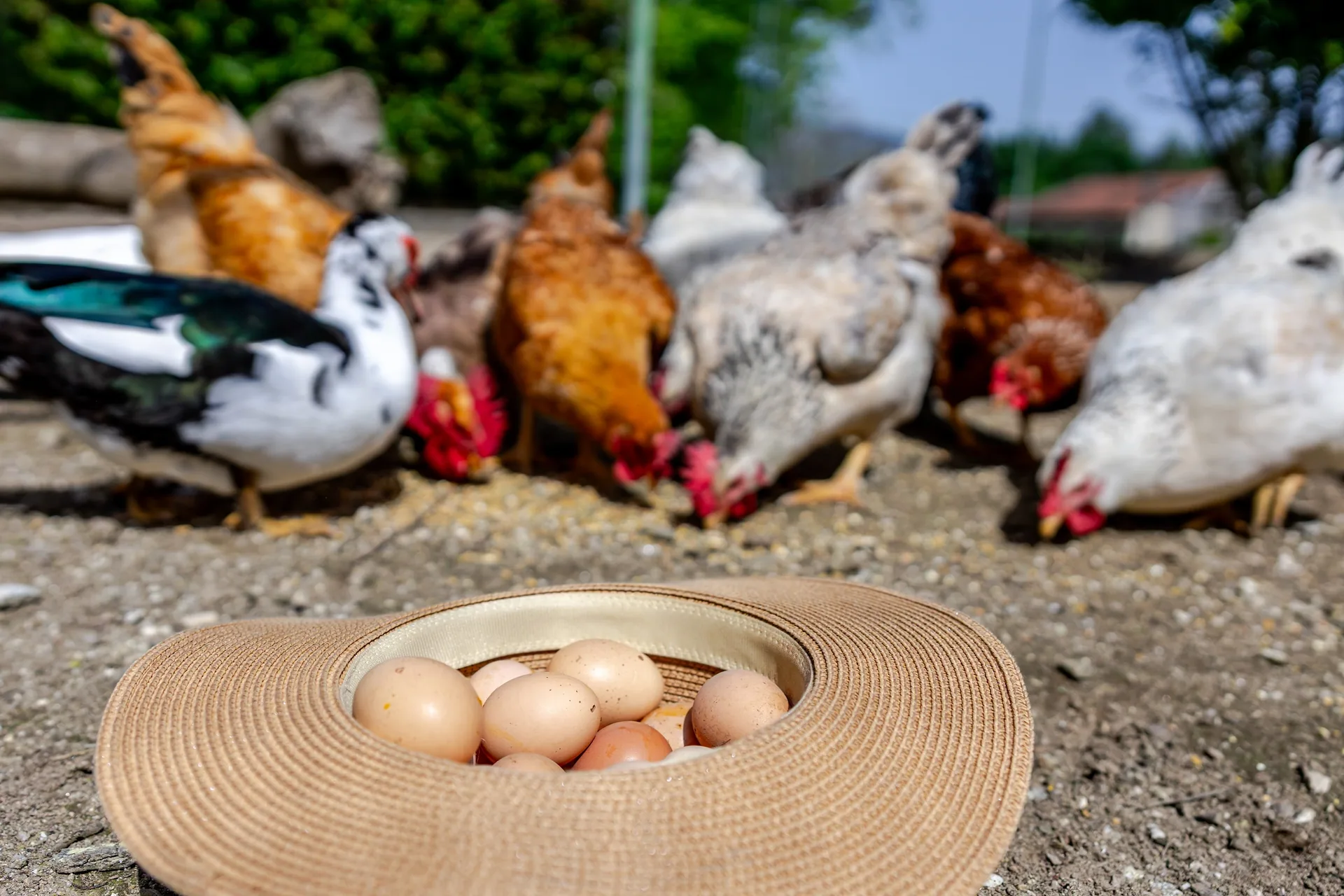 Hens and ducks beside a basket of fresh eggs