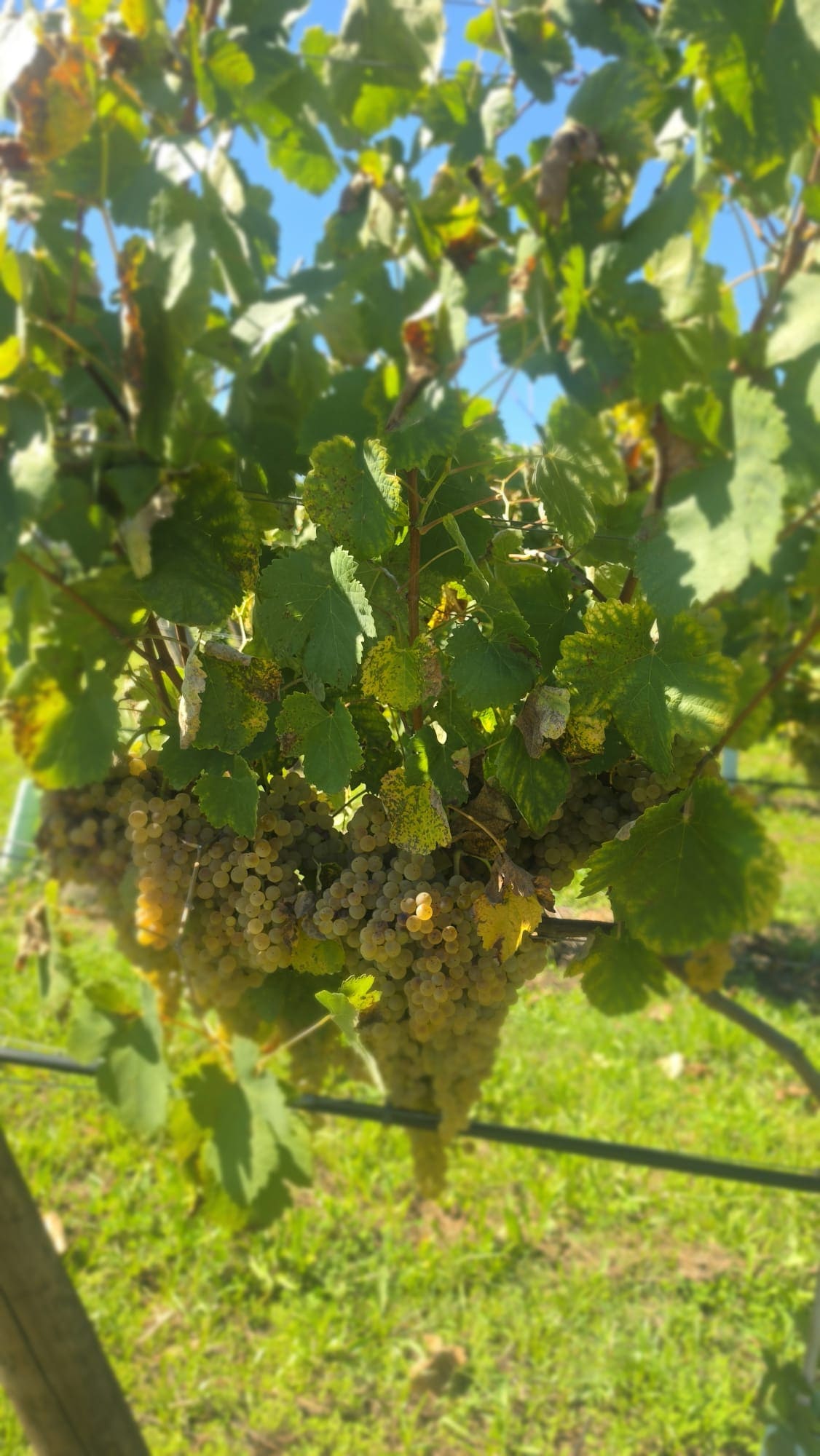Loureiro leaves and grapes