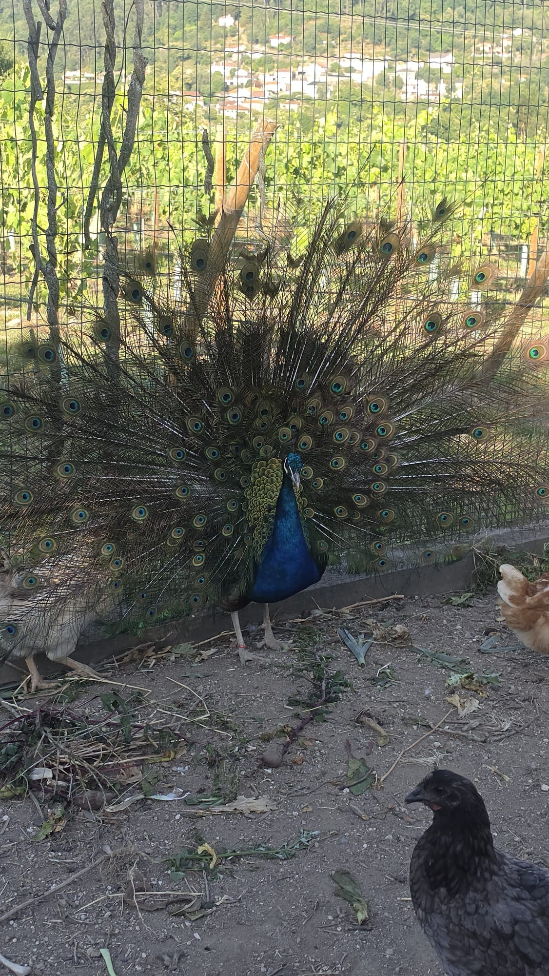Peacock at Quinta de Grejufe