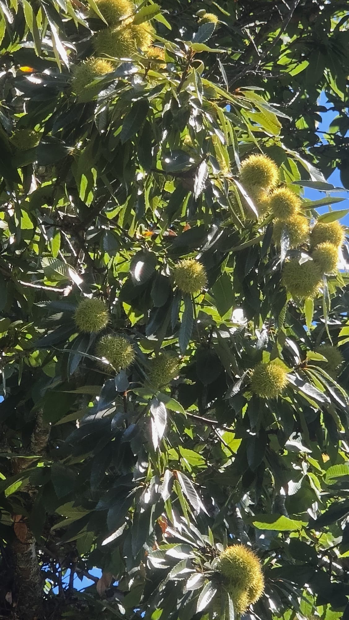 Chestnut harvest at Quinta de Grejufe