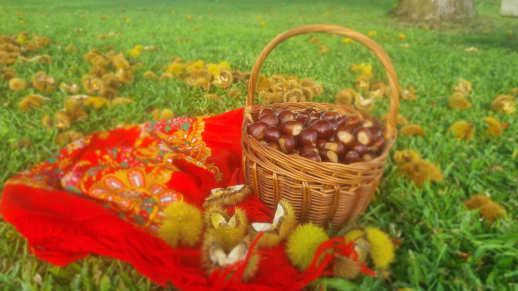 Chestnut harvest at Quinta de Grejufe